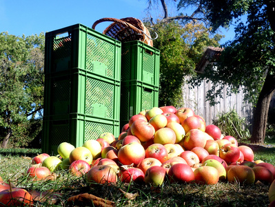 Äpfel bei Ernte