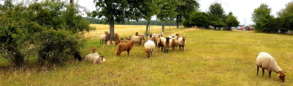 Schafe auf einer Weide
