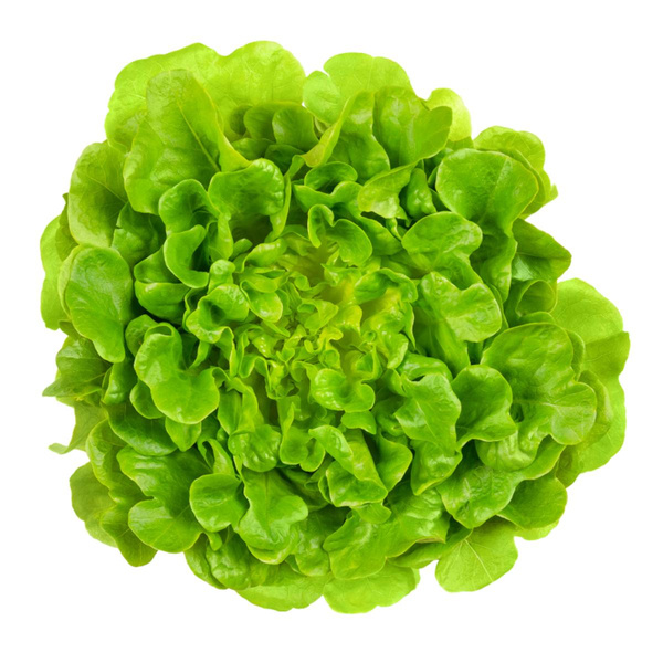 Produktfoto zu Salat Salanova grün