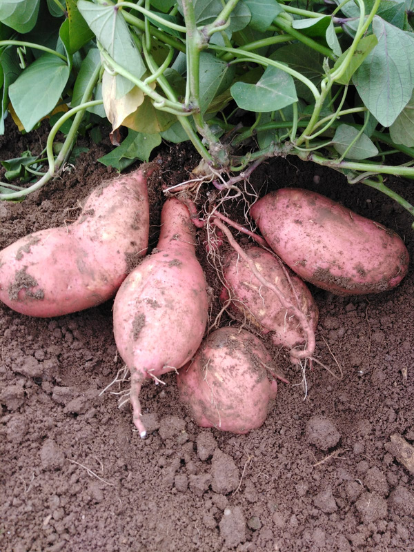 Familie Süßkartoffeln auf dem Acker von Familie Schnell
