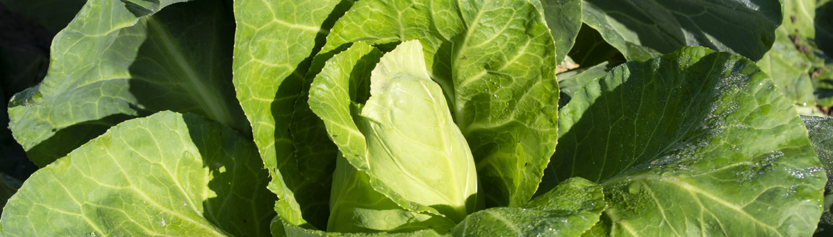 Spitzkohlpflanze auf dem Acker