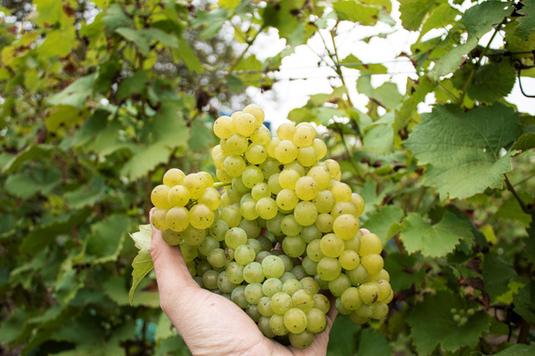 Trauben bei der Weinlese beim Winzerhof Hofmann