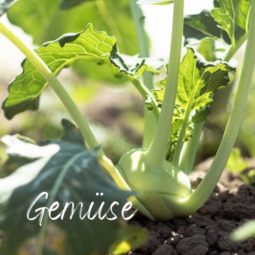 Kohlrabi auf dem Acker der Ökokiste in Obernzenn