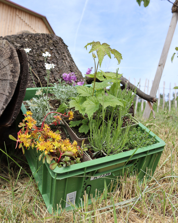 Pflanzen aus dem Schaugarten in grüner Kiste