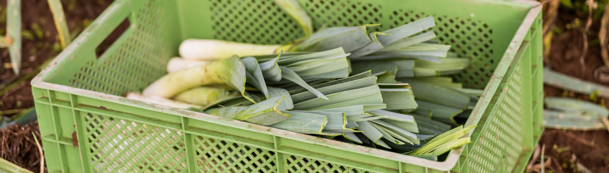 Lauch nach Ernte in einer grünen Kiste auf dem Acker