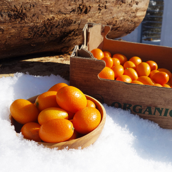 Kumquats im Schnee