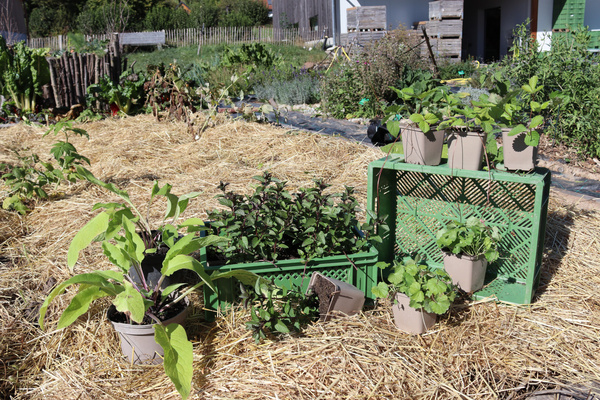 Pflanzen aus dem Schaugarten am Baumannshof