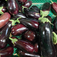 Aubergine