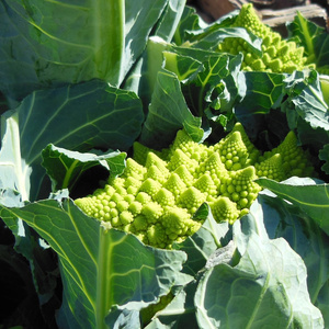 Blumenkohl Romanesco mit Mandel-Käsesoße