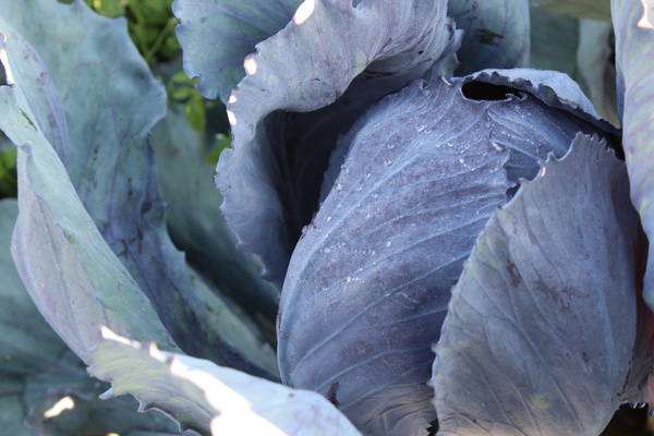 Rotkohl auf dem Acker