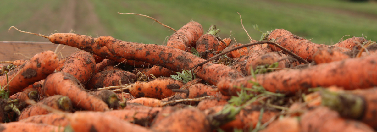 Möhren nach der Ernte auf dem Acker