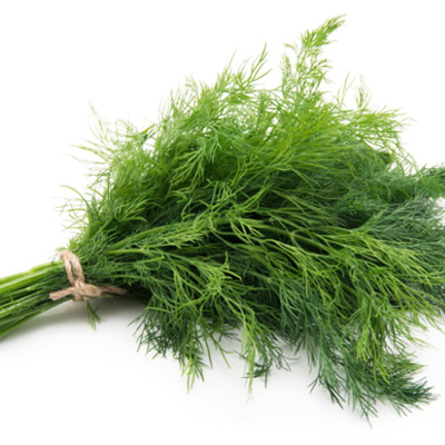 Produktfoto zu Kräuter: Dill