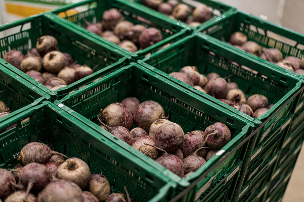 Rote Bete in grünen Kisten