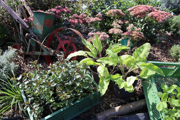 Pflanzen aus dem Schaugarten am Baumannshof