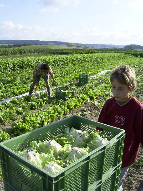 David und Wolfgang bei der Ernte im Jahr 2006