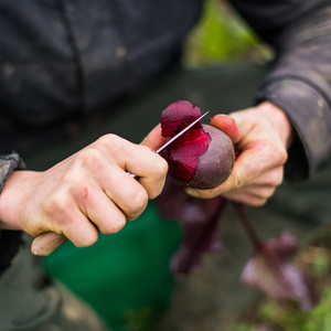 Rote Bete