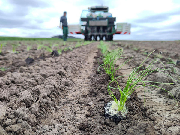 Jungpflanzen Lauchzwiebeln am Acker