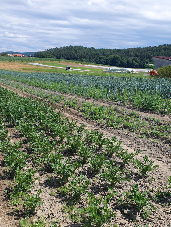 Baumannshof Acker im Juli