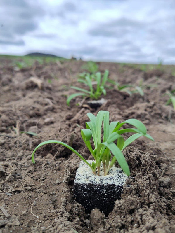 Jungpflanzen Spinat am Acker