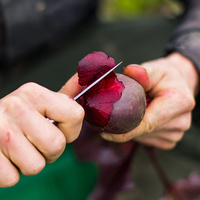 Rote Bete