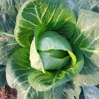 Sauerkraut aus Weißkraut