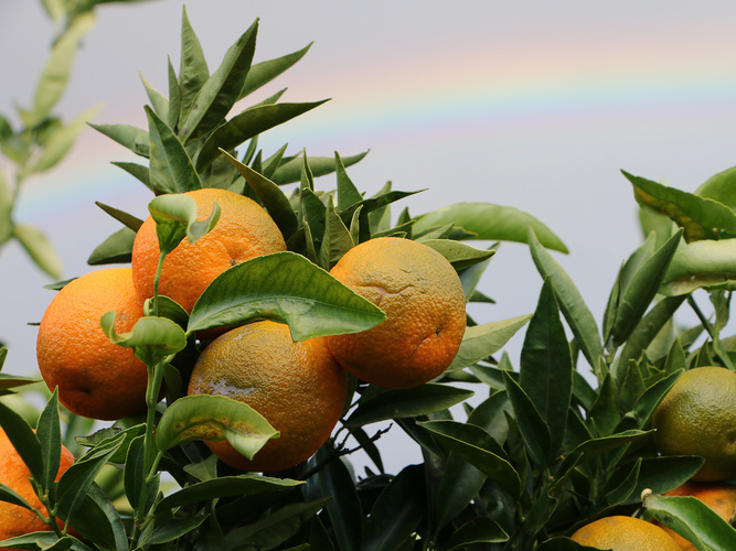 Orangenbaum in Italien