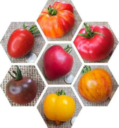 Produktfoto zu Tomatenpflanzen Feinschmecker 6er