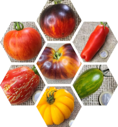 Produktfoto zu Tomatenpflanzen Überraschung 6er