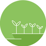 Icon Jungpflanzen