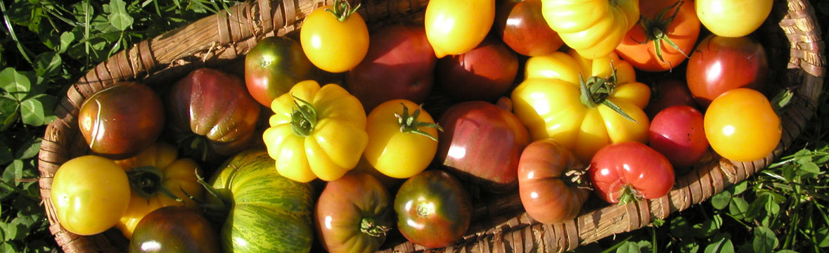 Verschiedene Tomatensorten in einem Korb