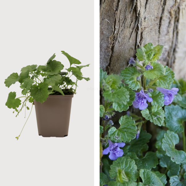 Produktfoto zu Gundermann