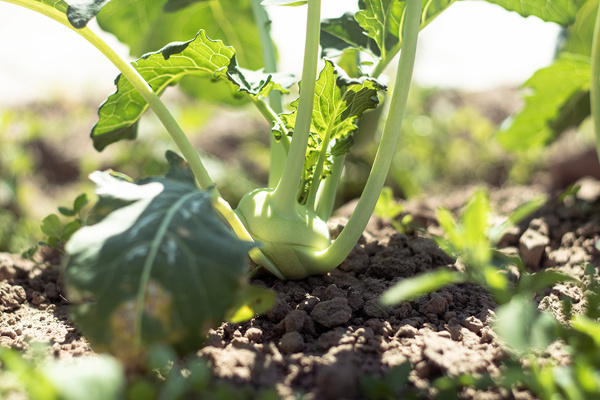 Kohlrabi am Baumannshof Acker