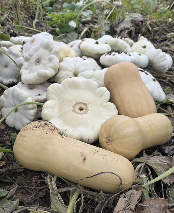 Ufo und Butternut-Kürbisse von Familie Zeller