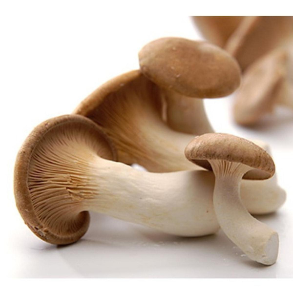 Produktfoto zu Pilze: Kräuterseitling 200g