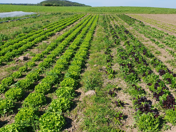 Eichblatt Salat und Pflücksalat