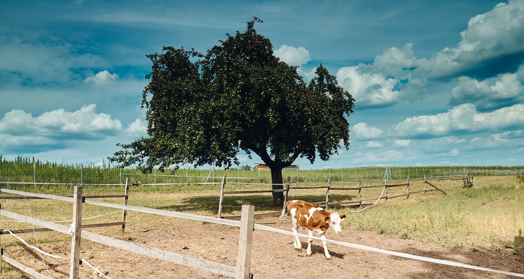 Weide am Biolandhof Fetz