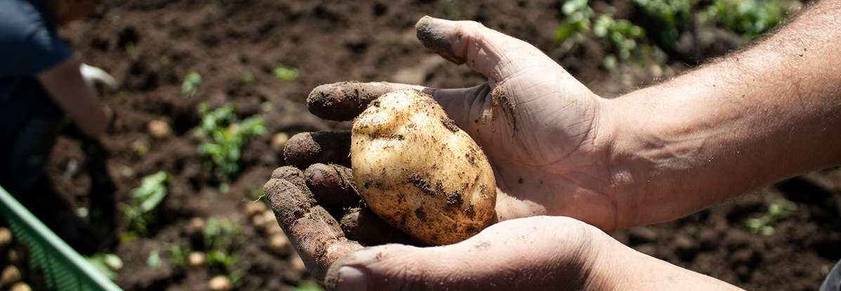 Hände halten Kartoffel auf einem Acker