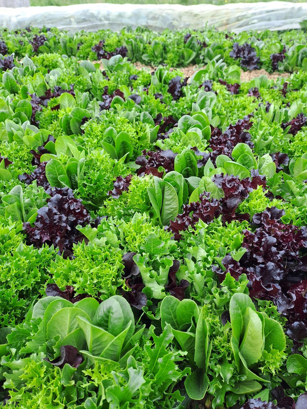 Schnittsalat