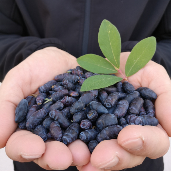 Haskap-Beeren
