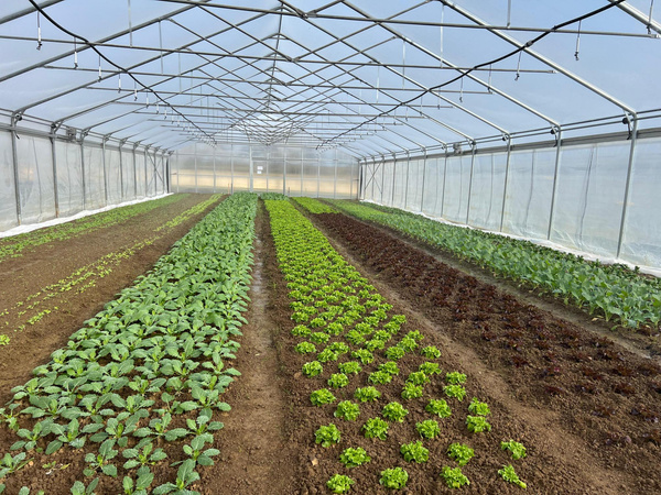 Salat-Jungpflanzen im Gewächshaus von Sebastian Baumann