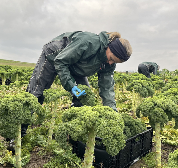 Grünkohlernte am Baumannshof-Acker