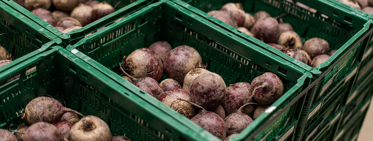 Rote Bete liegen in grünen Kisten