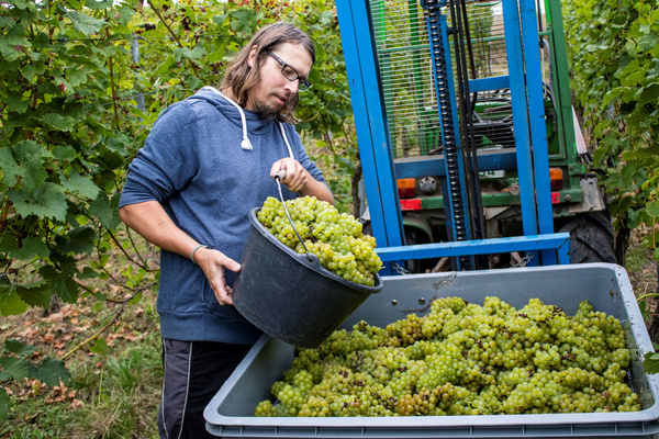 Stefan Hofmann bei der Weinlese