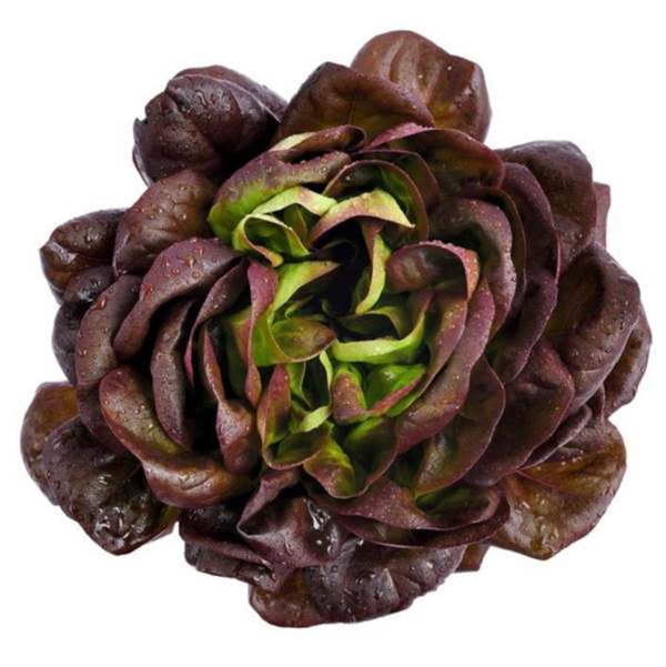 Produktfoto zu Salat Kopf rot
