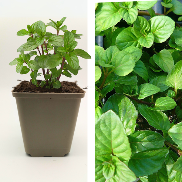 Produktfoto zu Orangenminze