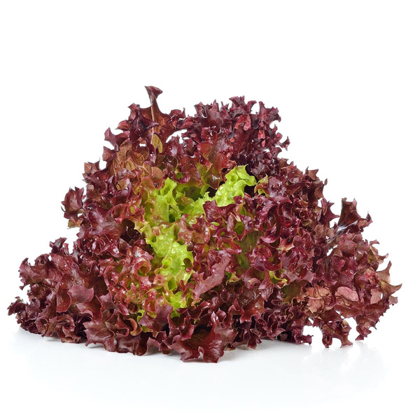 Produktfoto zu Salat Batavia rot