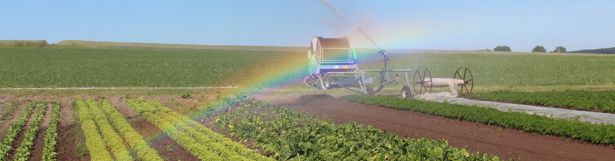 gelbe Krokusse blühen