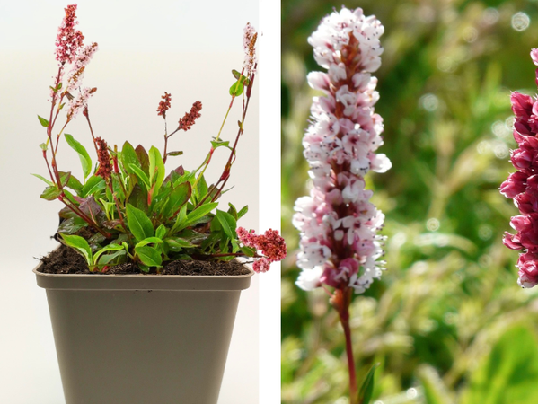 Teppich Knöterich 'Darjeeling Red'