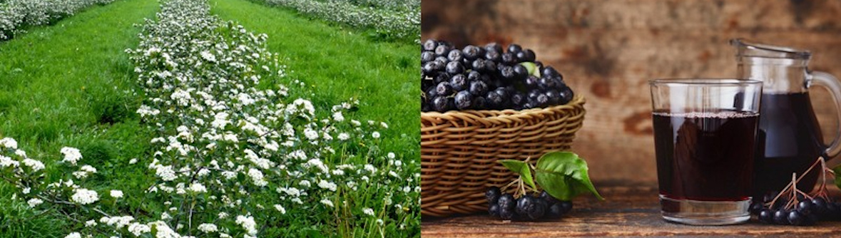 Collage: Feld, Aroniabeeren und Aroniasaft