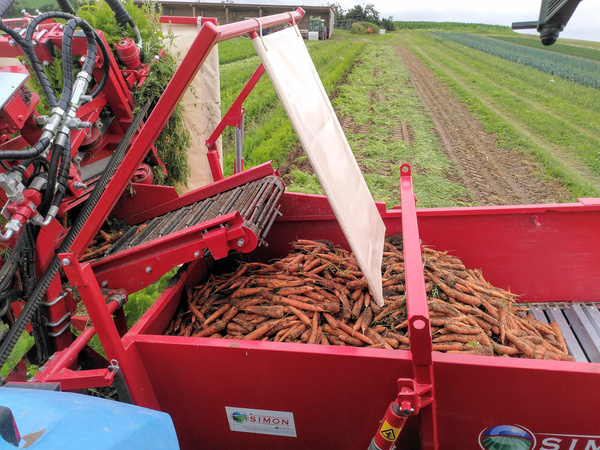 Möhrenernte am Baumannshof-Acker